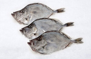 Fresh Fishes Supplier in UAE