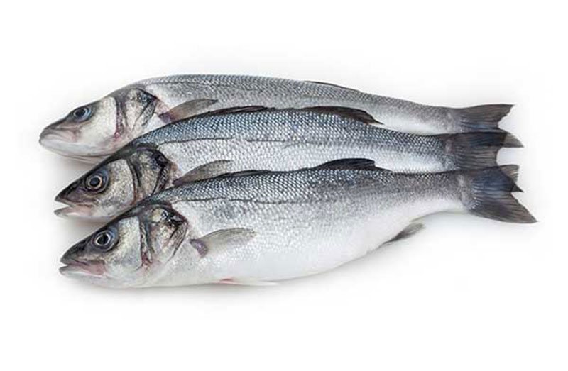 fresh fishes suppliers in the UAE
