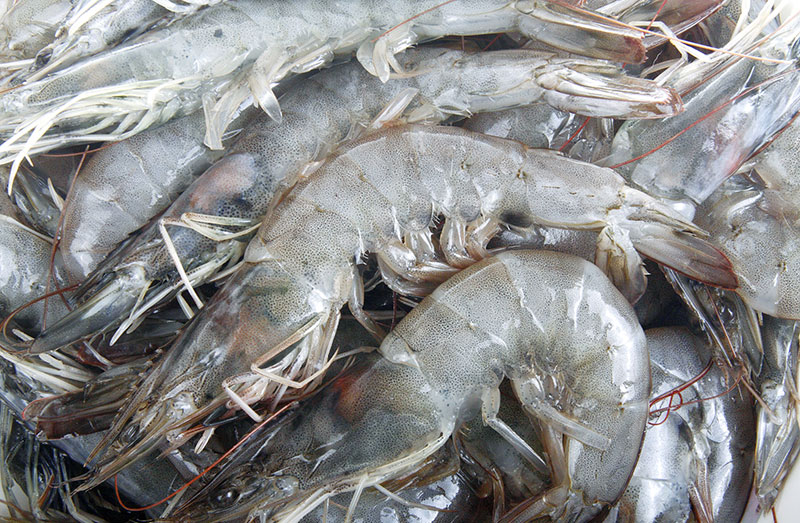 Seafood Supplier in Dubai