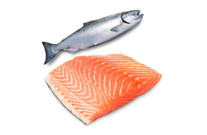 Salmon fish