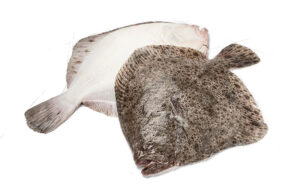 turbot fish supplier in Dubai